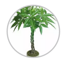 綠植搭配也有講究！